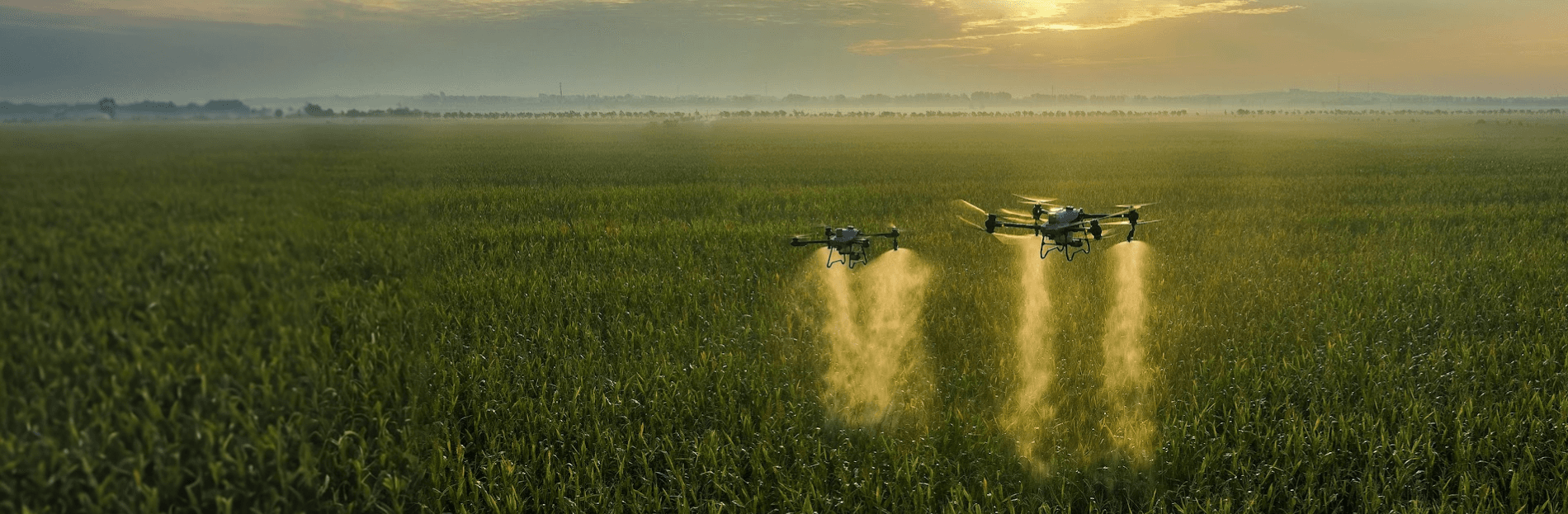 Drones spraying over agricultural field at sunset