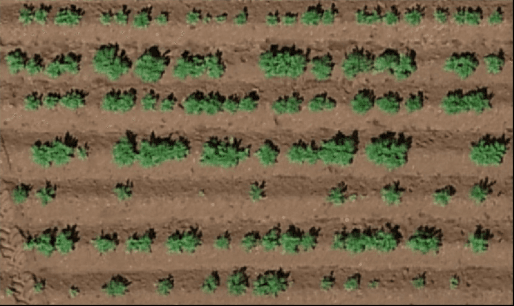 Raw aerial image of pepper field