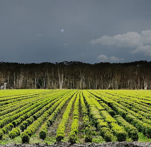 Agricultural landscape