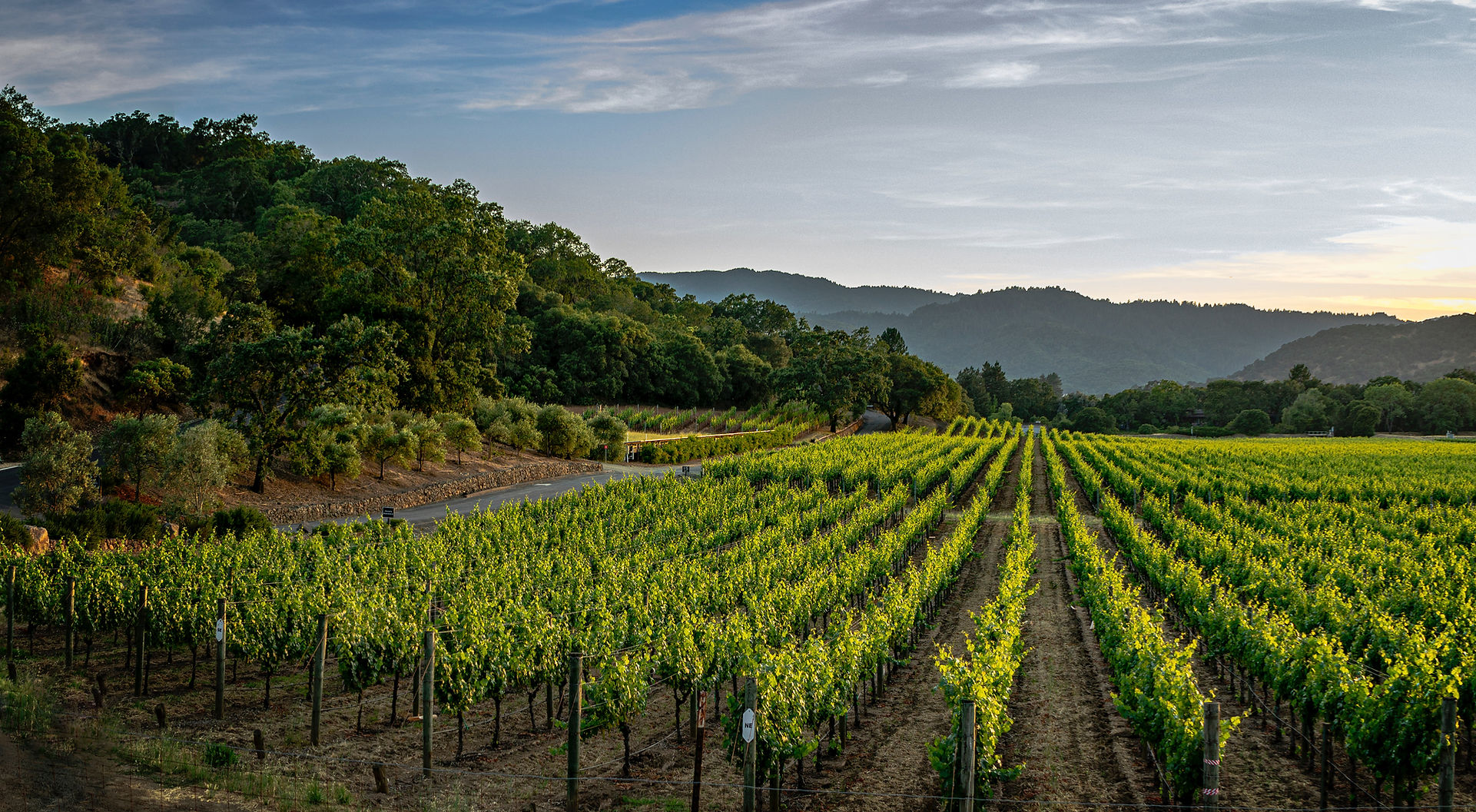 Vineyard landscape