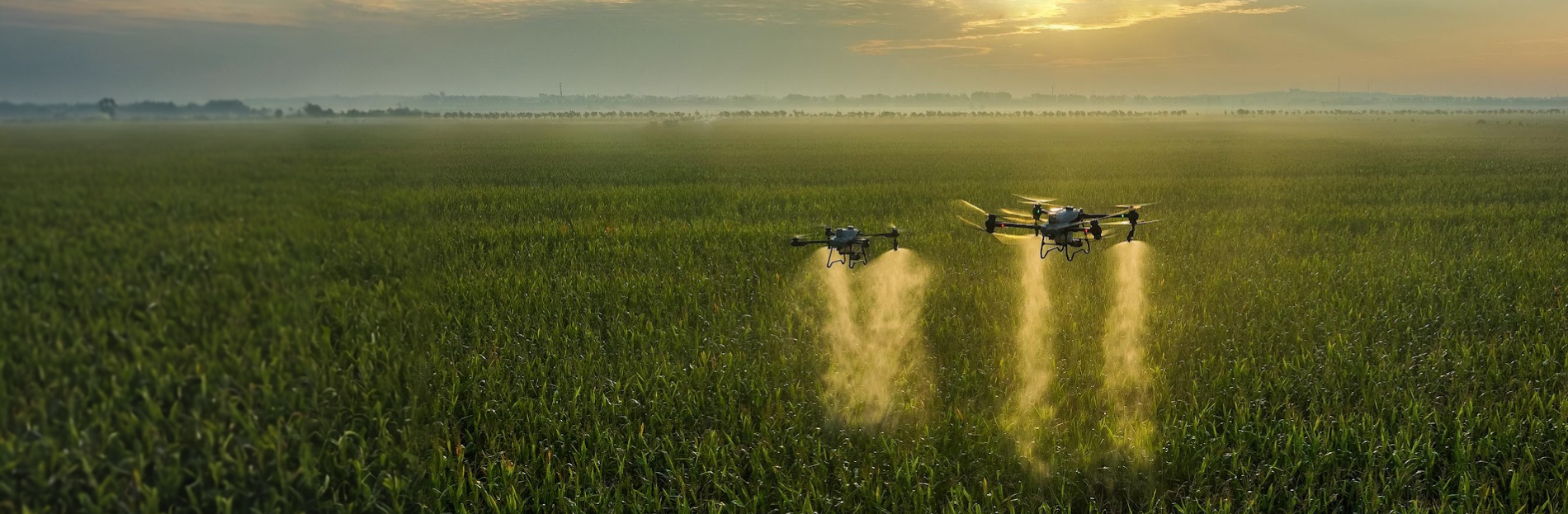 Drones spraying over agricultural field at sunset