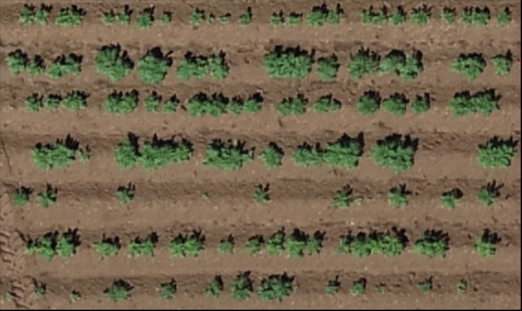 Raw aerial image of pepper field