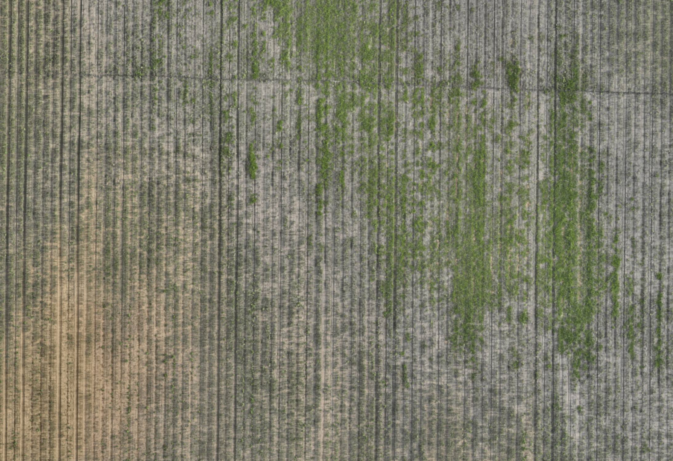 Raw aerial image of onion field